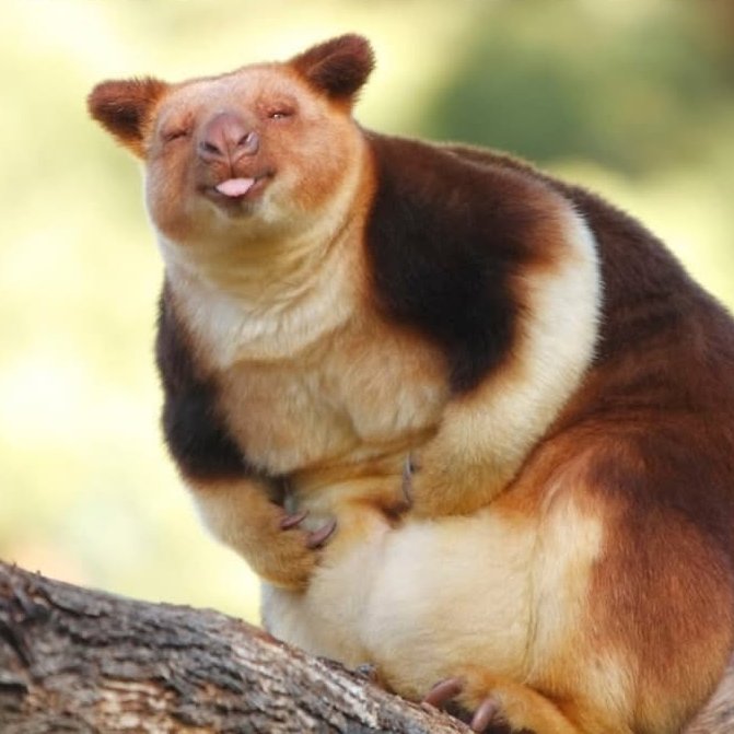 AcervoCharts's tweet image. Cientistas encontraram um canguru-arborícola pela primeira vez em 90 anos.

Diferente dos cangurus comuns, essa espécie vive nas copas das árvores, não no solo.