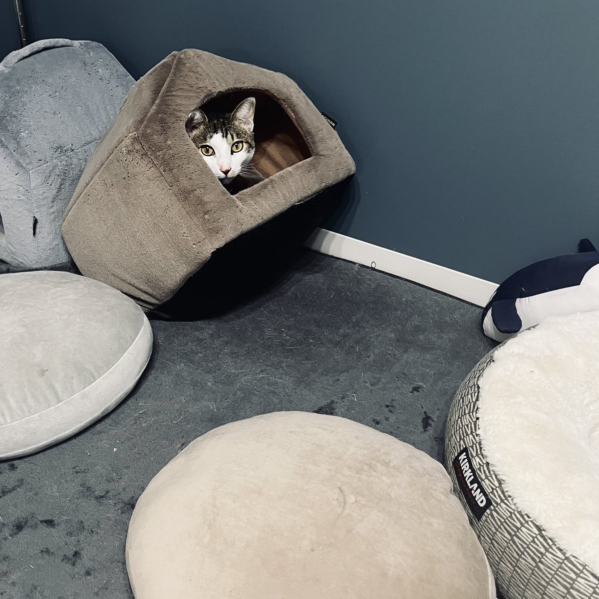 2号新技 斜め収まり #猫氏のいるくらし