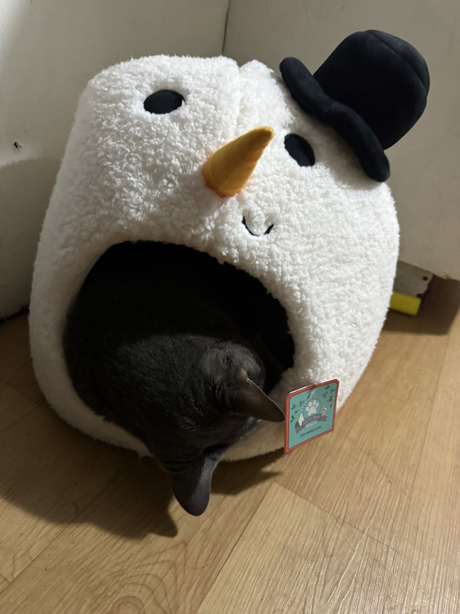 StrickenLoki92's tweet photo. @Petco Ofrece camitas en talla mas grande pa los michis gigantes :( https://t.co/nv8hiYIS37