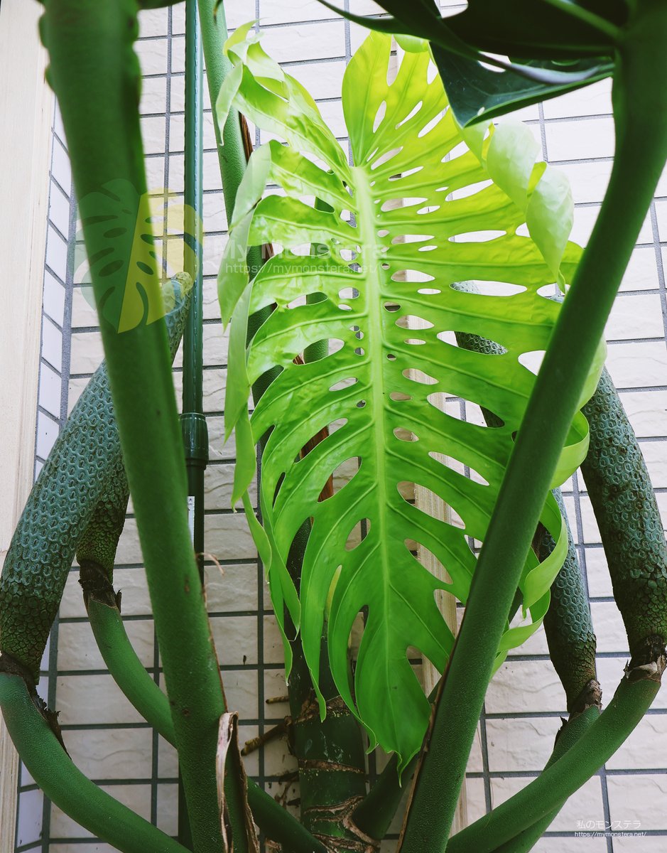 庭で地植え栽培中のモンステラスケルトンに、とても綺麗な新しい葉が