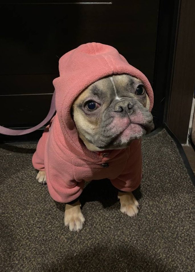 PerekatiP's tweet image. снег выпал. кента пришлось нарядить