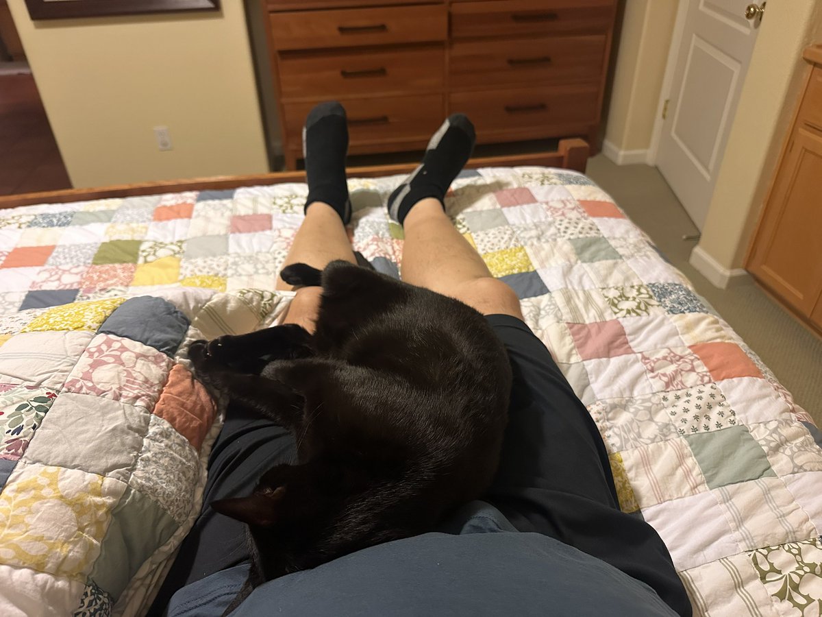 phylogenomics's tweet image. Legally I have not been allowed to move for almost two hours #cats #catrules