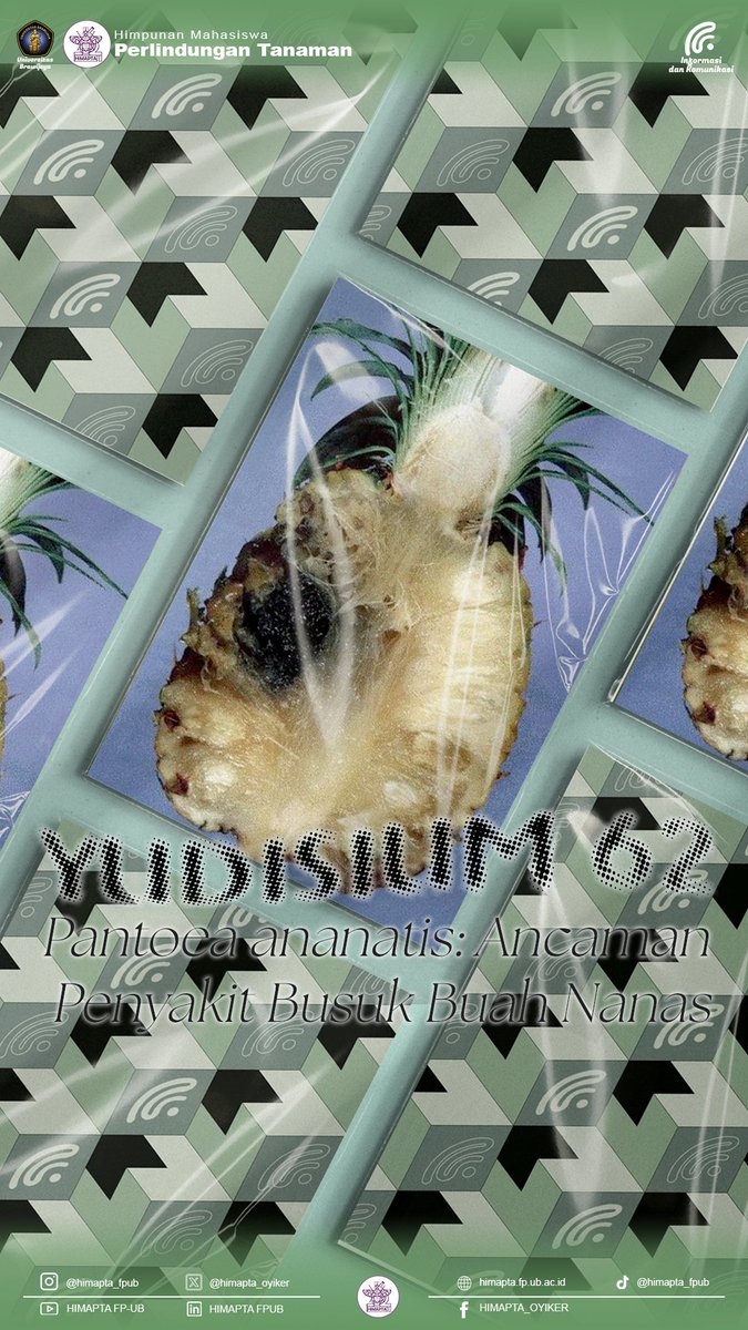 [YUK DIINFORMASIKAN UNTUK UMUM]
#62

Yudisium ke-62 membahas Pantoea ananatis penyebab busuk buah nanas 🍍⚠️
Yuk cek penjelasan lengkapnya di sosial media HIMAPTA lainnya! 👀✨

HIMAPTA… Oyiker!!! ✊
Infokom HIMAPTA FPUB | 2025

#HIMAPTA #OYIKER #HIMAPTA2025 #HIMAPTA_OYIKER