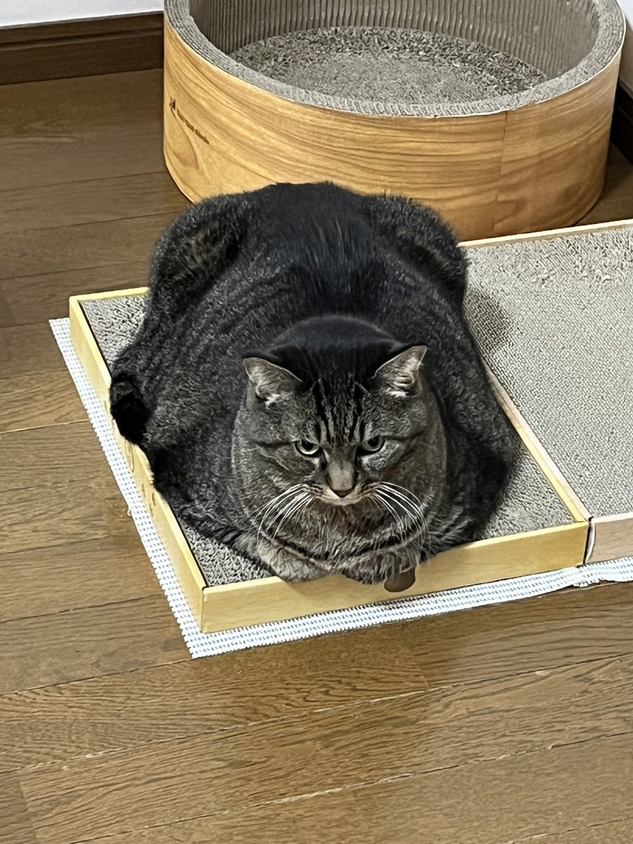 ねこじま まめたろう (@nekojima_22) / Posts / X