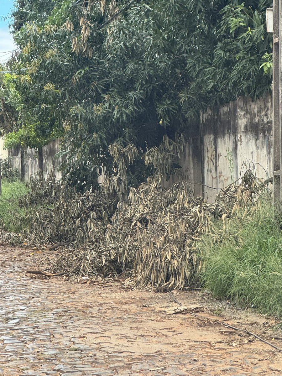 frutosp72's tweet photo. @ANDEOficial Así quedó la calle Hassler después de la poda para El
Cambio de conductores https://t.co/a5HIubMRzU