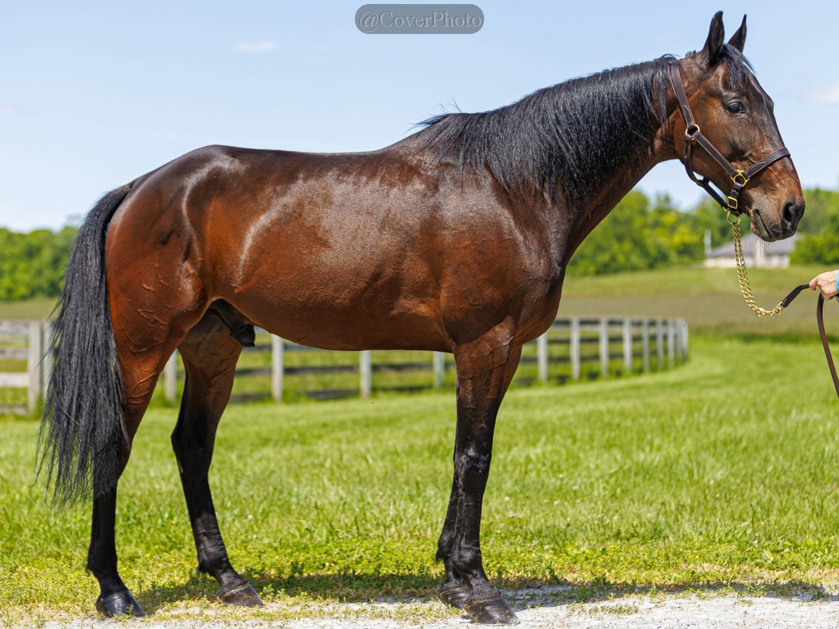 NewVocations's tweet photo. Dark, handsome, AND a millionaire? What more could you want?

🏆2015 Standardbred Gelding
🏆15.2
🏆Location: New Carlisle, OH
🏆FMI: https://t.co/VmPefjI95s

Sectionline Bigry an accomplished warhorse and millionaire earner with all the charisma, presence, and brilliance you’d expect from a horse of his caliber. He was a two-time recipient of the Ohio Harness Horsemen's Association award for Best Older Male Pacer. He surpassed the $1 million mark in lifetime purses with a victory in the Ohio Breeders Championship in 2023. "Ry" is smart, athletic, and a genuinely great mover. He enjoys his dressage work and offers a forward, purposeful walk and trot, along with the beginnings of a nicely developing canter each way. He’s naturally  careful over ground poles, showing the balance, rideability, and responsiveness that make him an exciting partner for someone looking to compete!  If you’re looking for a talented, intelligent partner with star quality and endless potential, Ry is ready to step into the spotlight once again—this time in a new arena!

#otstb #standardbred #warhorse #adoptdontshop #ohio #ohioharnesshorsemensassociation #pacer #champion #millionaire