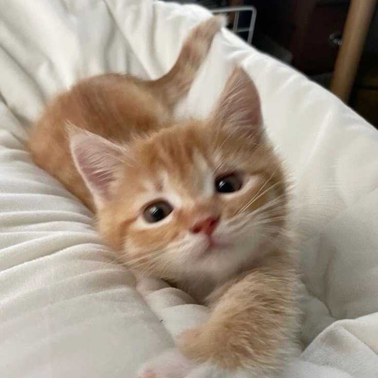 good morning from meowEST! ≽^• ˕ • ྀི≼