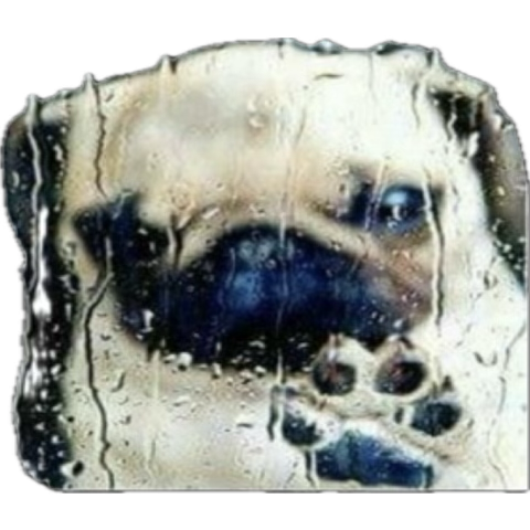 Alexis padilla tweet media