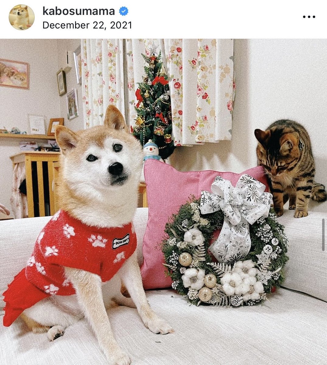 $KABOSU

KABOSU — The ONE and ONLY official $KABOSU token on Solana 

This is the token that turns every single trade into real-world love: 100% of all creator fees go straight to Chibawan <a href="/chibawan_info/">ちばわん(犬猫保護)</a> 
the exact animal shelter in Chiba, Japan that rescued Kabosu — the