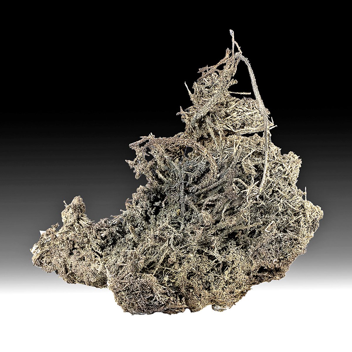 geologyBits's tweet photo. 🟥 ⛏️ Native silver
forms bright, tarnish-free wires, sheets, plates, and arborescent “herringbone” crystals with a pure metallic white luster and unmistakable malleability.
❤️ 🔁 #NativeSilver #SilverWires
🎞️ 📸 https://t.co/azK6mwcrg0
▶️ The finest specimens show twisted wires up to metres long (Kongberg, Norway), mirror-bright plates (Batopilas, Mexico), or curling dendritic branches (Port Radium, Canada).
Specific gravity 10.5, hardness only 2.5–3, yet it can be drawn into hair-thin threads.
▶️ Native silver crystallizes in the late, low-temperature (50–200 °C) stage of hydrothermal veins when silver-rich fluids (often carrying arsenic or antimony) become reducing.
Primary acanthite (Ag₂S) cools below 179 °C and inverts or is reduced to metallic silver, growing slowly in open fractures.
In supergene zones, descending meteoric water leaches silver from sulfides and re-precipitates it as pure metal in the cementation zone, producing the famous wires and sheets that made historic mining districts legendary.