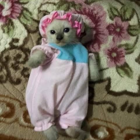 tortadefrango67's tweet image. comeno uma pipokinha com roupa de dormir atitino a novela a novela