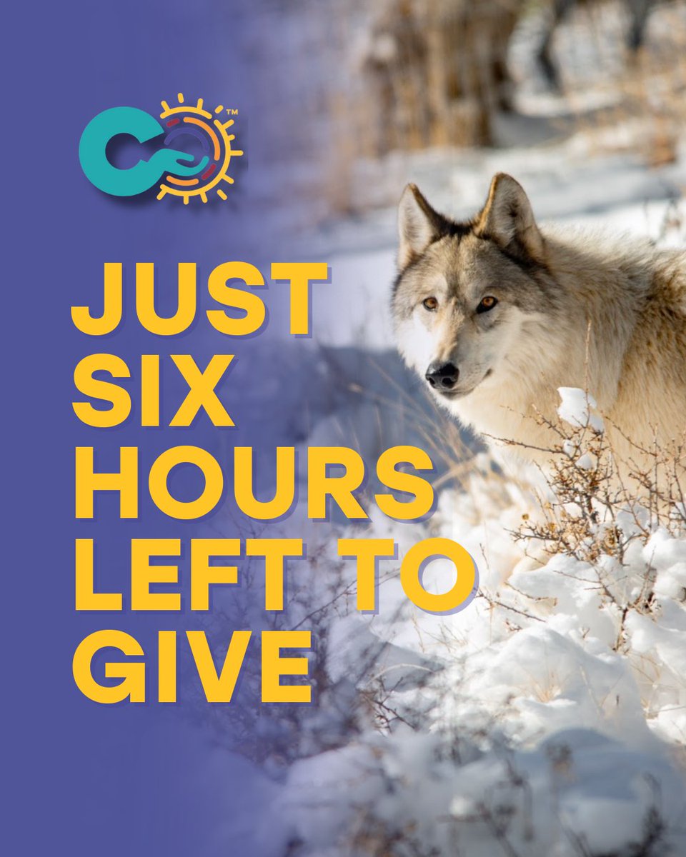 We now have just 6 hours left to reach our $100,000 goal, and we’re so close. ⏰ Our residents are counting on you — and we are so grateful for your support!
Make your #ColoradoGivesDay gift before midnight MST! coloradogives.org/organization/W…
.
.
.
.
#WolfDog #WolfPack