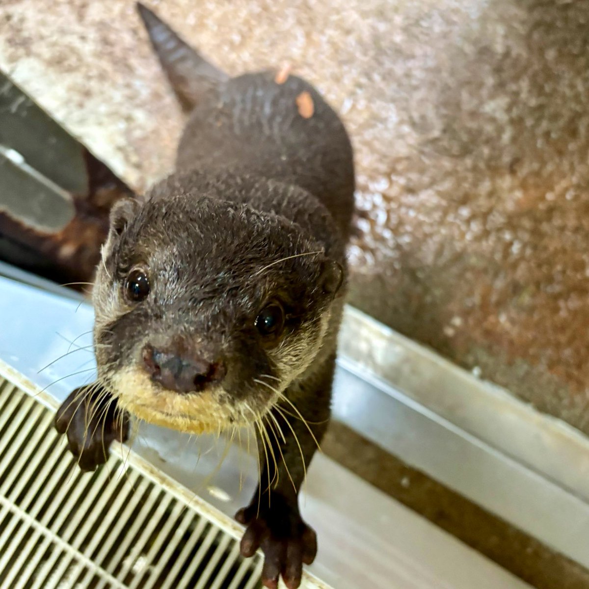 ちはのすゆです⭐ 蜂須賀ゆず | 川崎純情小町☆オフィシャルサイト