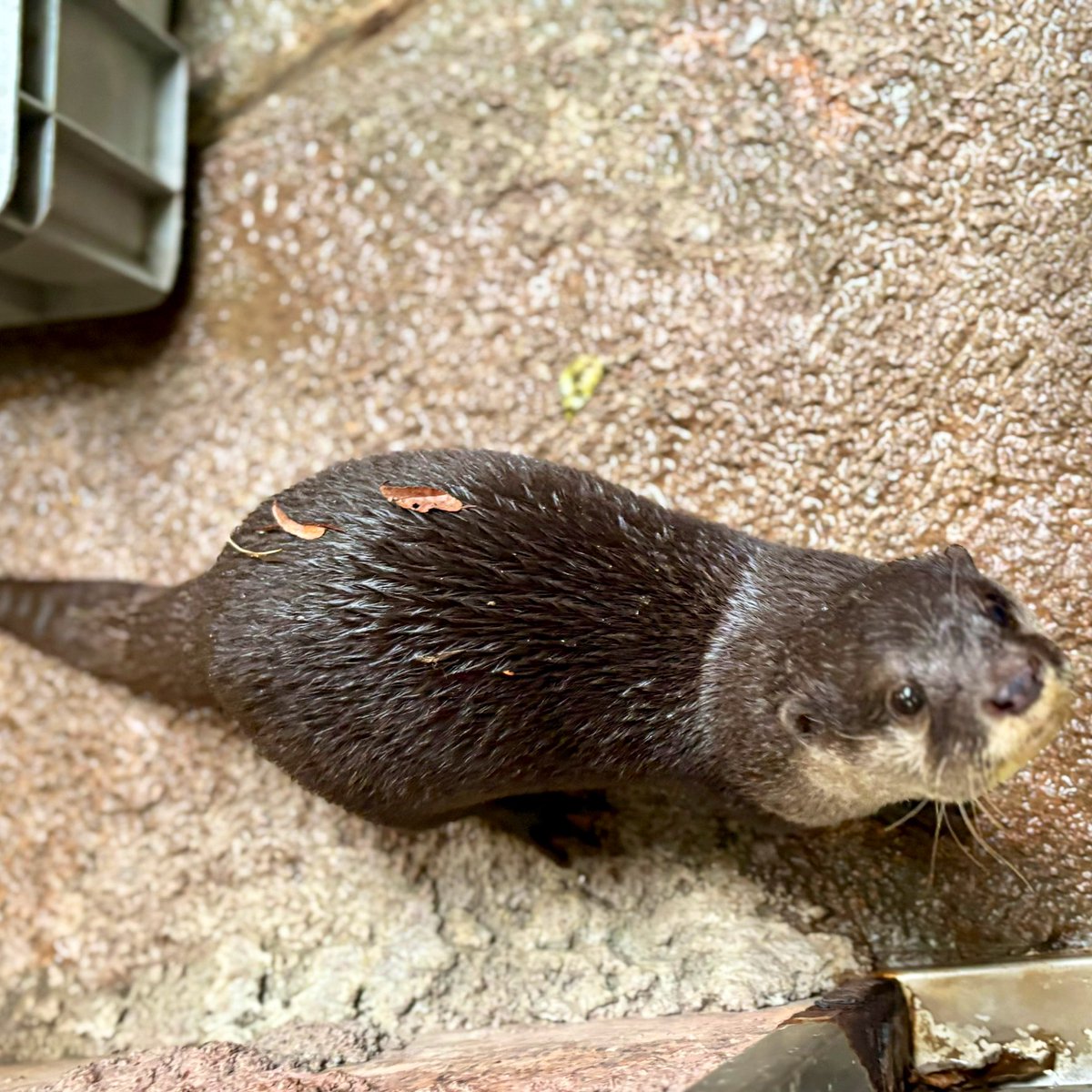 鍵条漆(´ω`)こつめってぃメッセージスタンプ販売中 (@kagijouurushi