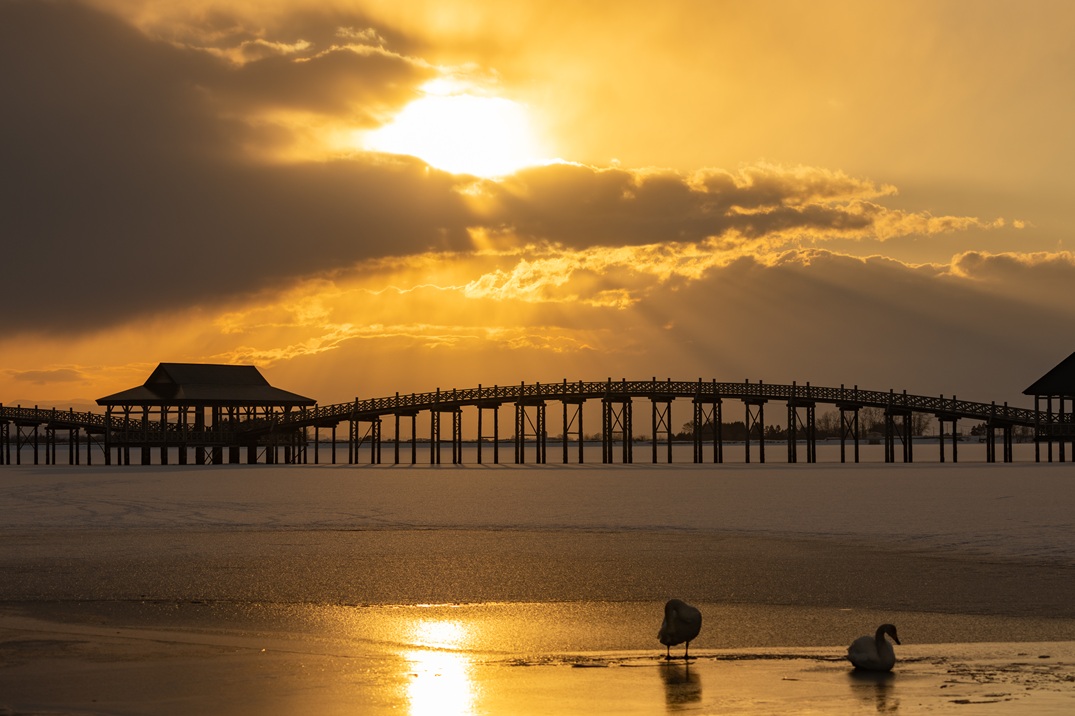🌉 日本一長い木造三連太鼓橋 全長300mを超える壮大な木造橋の鶴の舞橋