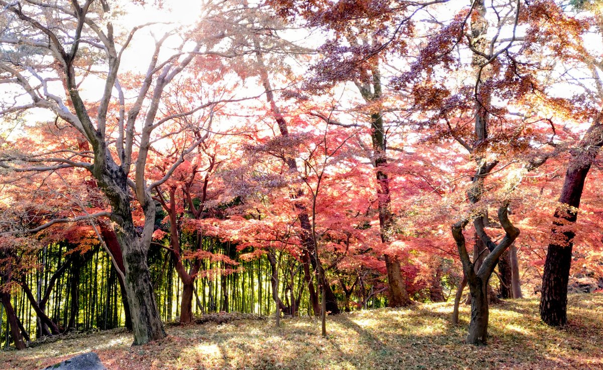 殿ヶ谷戸庭園 (@TonogayatoTeien) / Posts / X