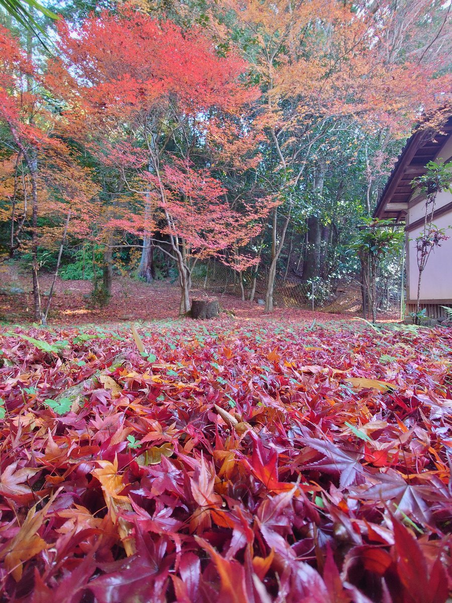 bisyamondo's tweet photo. 2025/12/10  本日の晩翠園の裏側です。残念ながら、こちらは拝観エリアではないので、ご覧になって頂けないのです。しかしながら来年には、こちら側も眺められる縁側を作りたいと、筆者は頑張っております。応援くださいませ。#毘沙門堂 #毘沙門堂門跡 #京都 #山科 #紅葉 #毘沙門天 #晩翠園 #敷紅葉 https://t.co/0vaNjNWuYn
