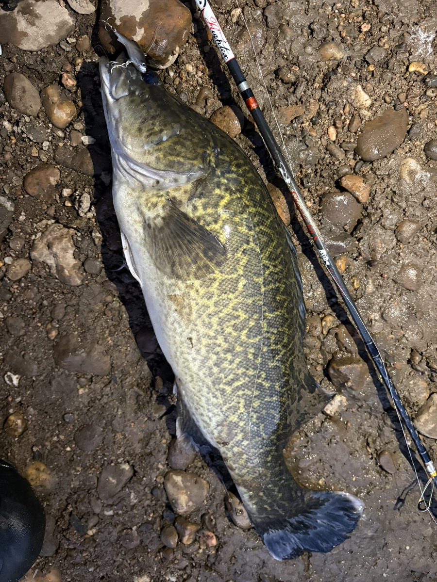 yuyakamaishi's tweet photo. 念願のマーレコッド!!!! オーストラリアにしか生息していないこの魚を絶対に釣りたかった 正直3日間トライして1匹しか釣れなかったかったしサイズも小さいけど、思い出に残る1匹!!
#tulalajp
#groovy60S https://t.co/6qKg51MMI2