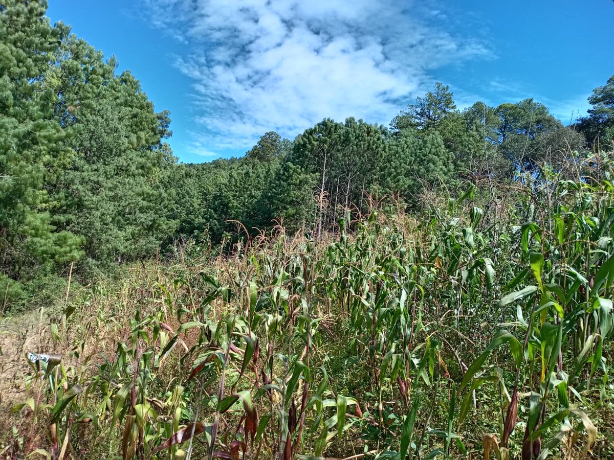 🌽 En Tepuxtepec, en conjunto con la #SEFADER impulsamos plataformas de investigación con técnicos del programa Autosuficiencia Alimentaria 🌱
Se validan prácticas como manejo de residuos y fertilización para sistemas sustentables de maíz.
#FloreceElCampoOaxaqueño