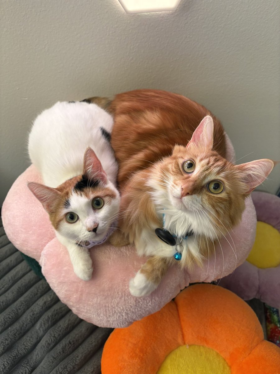 My cats have a better life than the sub who sent this cat tree 🫶🏻 I do spoil My good pets… human or animal 😋 Bad human pets get caged though 😂⛓️🔐