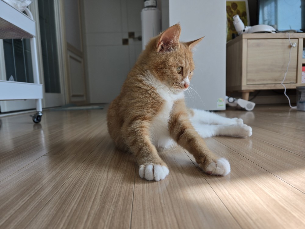 [고양이 입양 홍보]

다니/4개월 추정/1.8kg/남아
현재 1차접종+내외구충까지 완료

입양 시 중성화와 접종 지원 있습니다!
전국 이동 가능!

구조 후 3주째 입양이 안 되고 있다고 합니다..ㅠ
RT 부탁드립니다!
#고양이_입양 #입양홍보