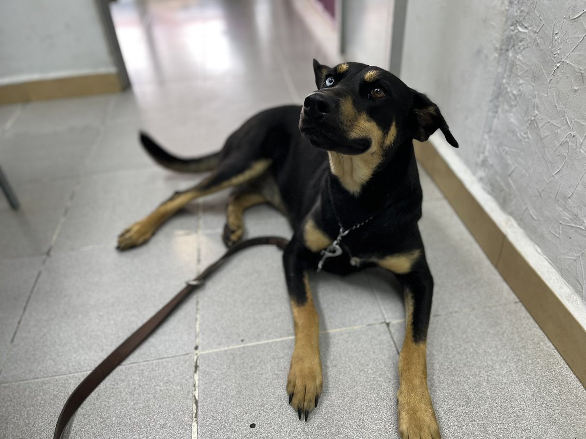 HELA_MORE's tweet photo. Nuestra querida Gala también ya quiere ser adoptada.🥺

Lleva esperando mucho tiempo,y estaría súper feliz si alguien le da una oportunidad.
Tiene 4 años,talla grande,protocolo completo.

¿La adoptas? 🩷
#AdoptaUnPerrito #PerritoEnAdopción #AdoptaNoCompres #adoptables 
#AdopcionesCDMX