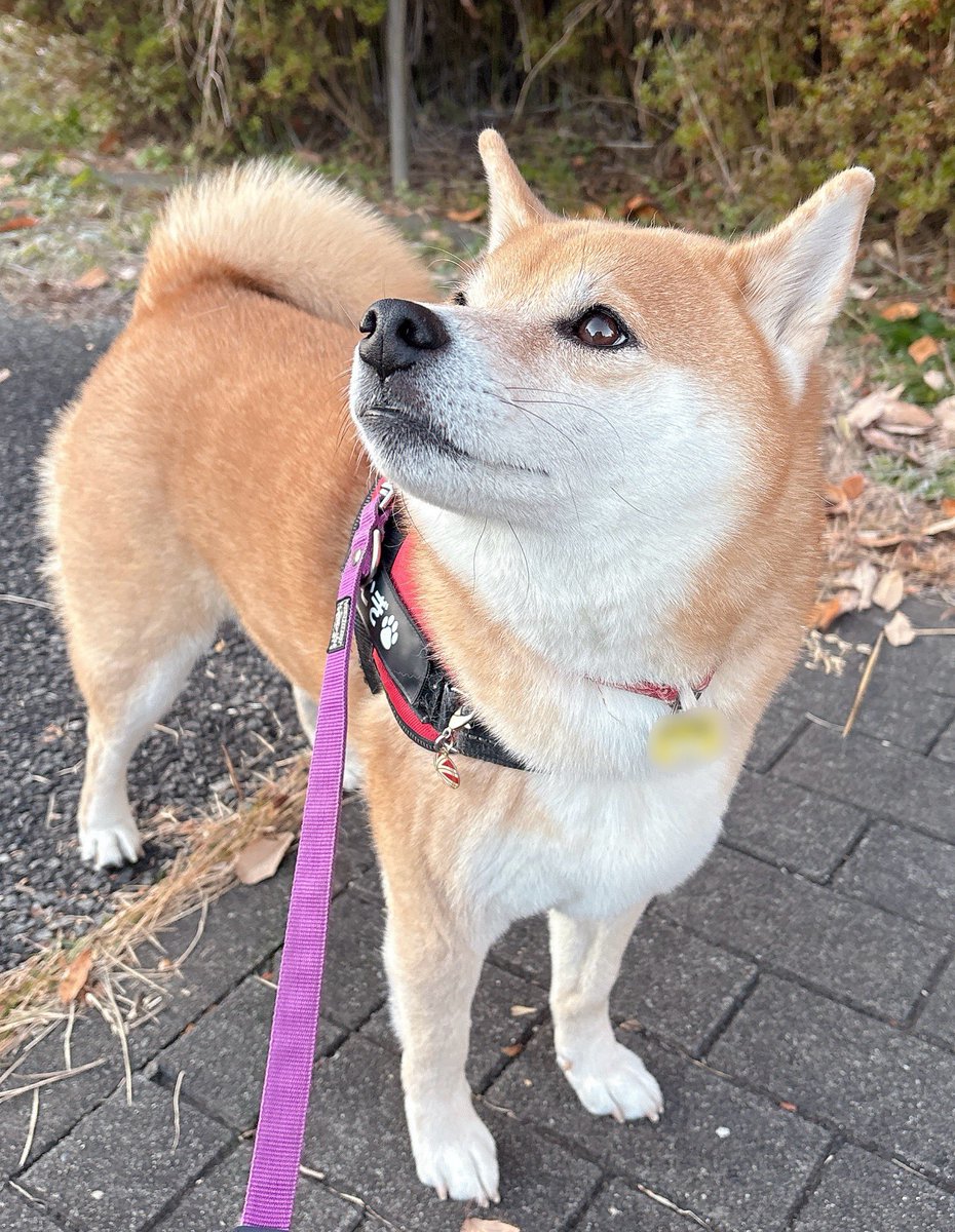 柴犬むぎ (@shiba_inu_mugi) / Posts / X
