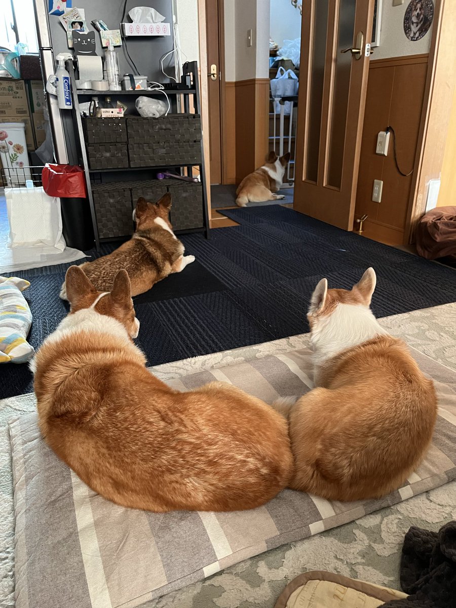 るーちゃんママ ルーちゃんママ (@tu_qwl) / Posts / X