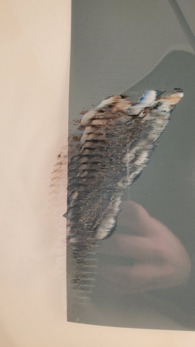 rust_cube's tweet photo. Bird https://t.co/nJb81KqiL8