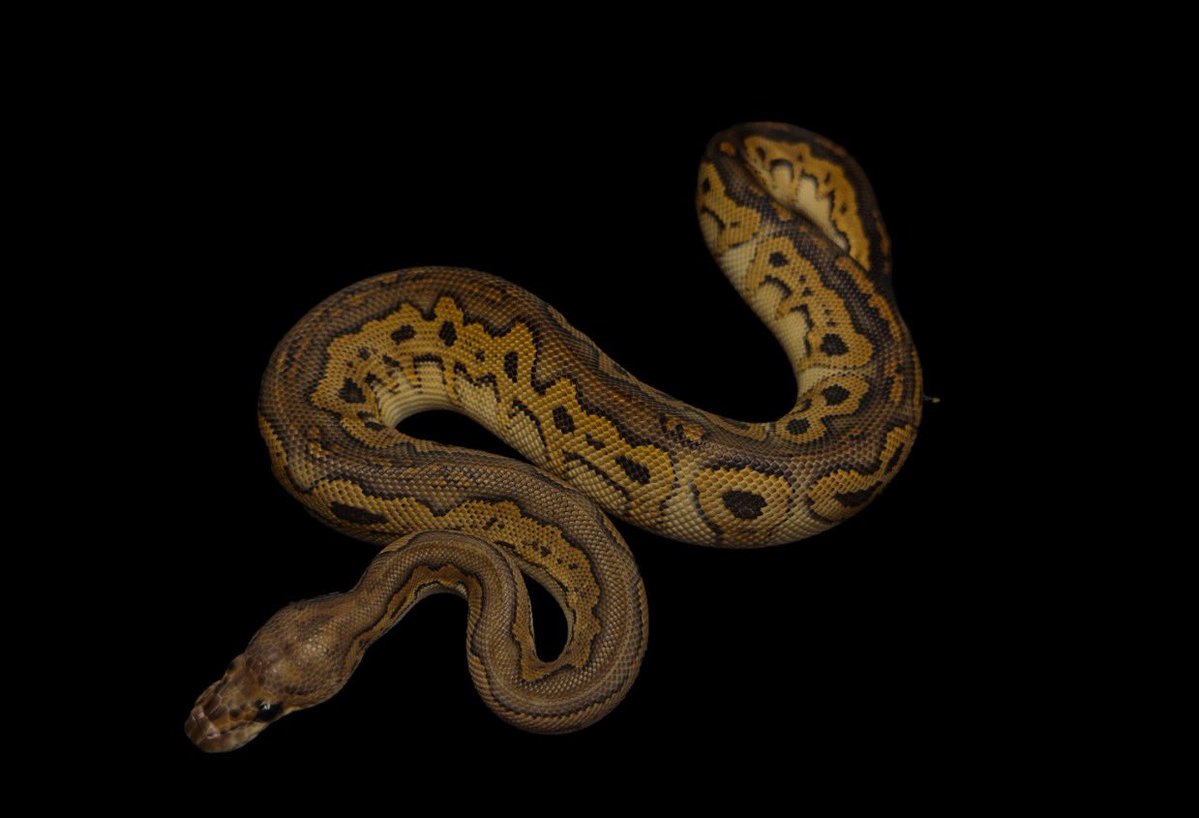 Dnasty0014Y3l's tweet image. #YBCB
#YellowBenjamin
#BallPython
#ボールパイソン
1.0 BP Clown