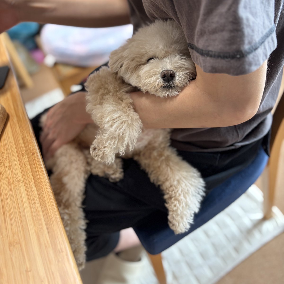 トイプードルの虎太郎&三桜 (@Toy_Kotarou_Mio) / Posts / X