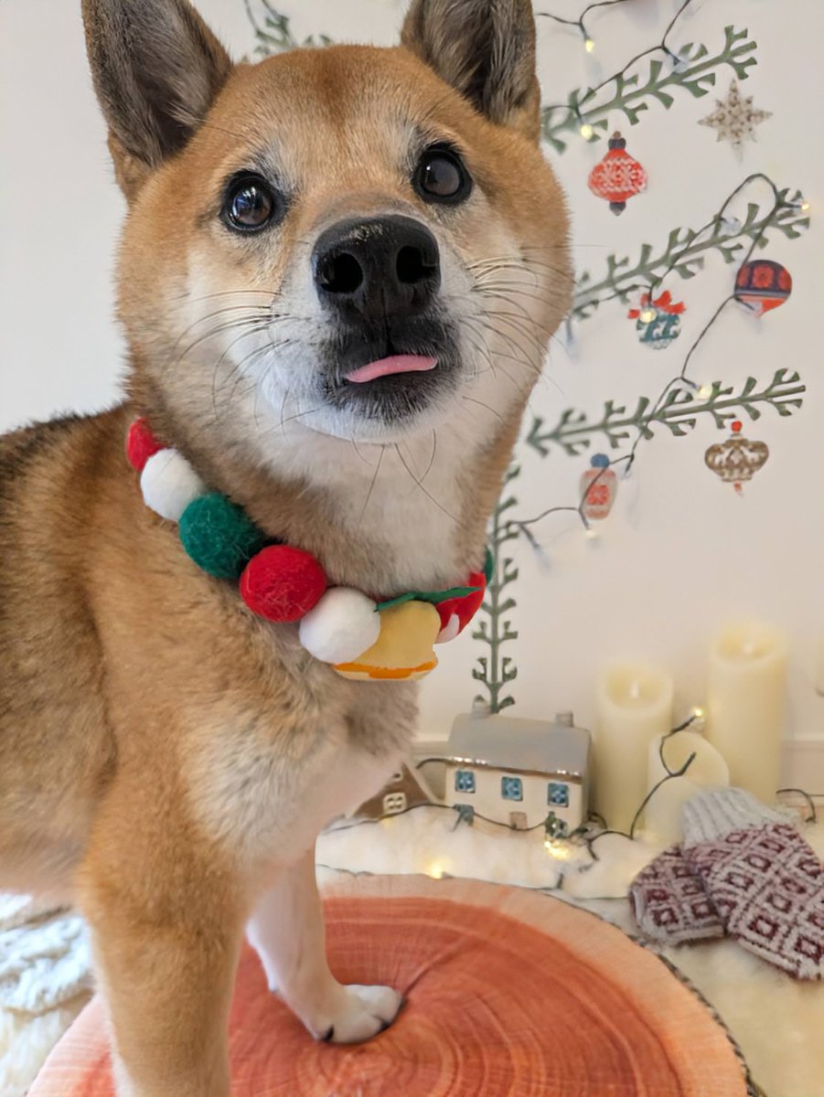 おはよう🌲🎅😸