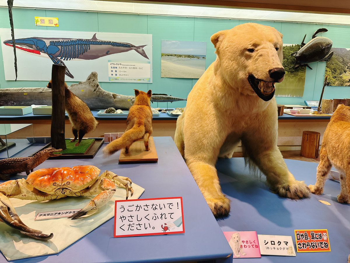 鹿児島県立博物館、無料なのに規模がデカいしシロクマに優しく触れる