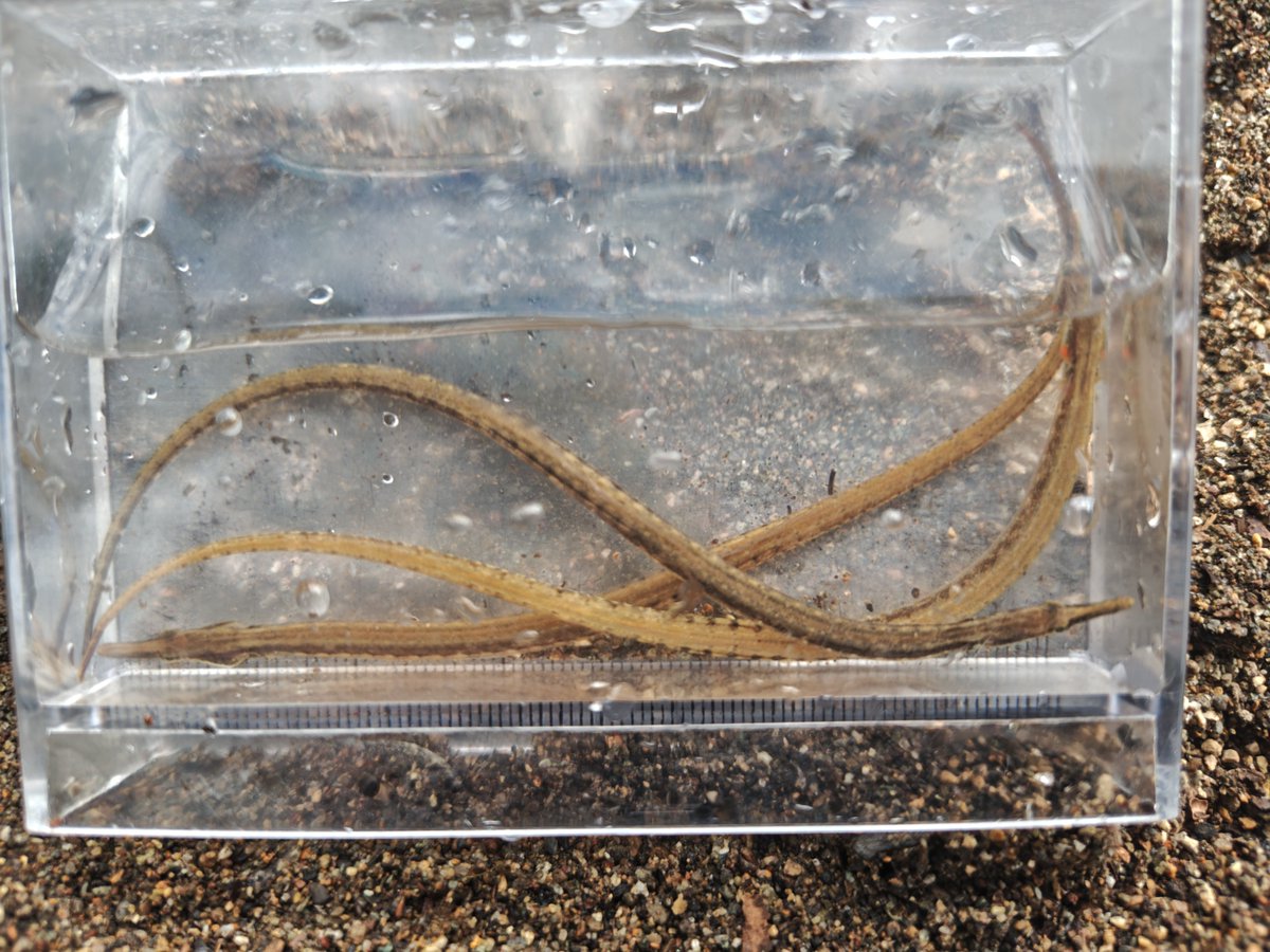 hyperion (@hyperion_004) / Posts / X