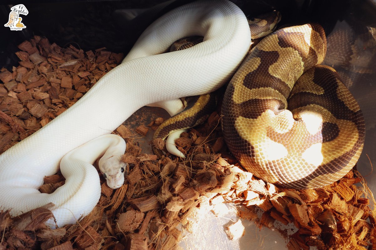 EkReptiles's tweet image. 🔥勾勾手持續進行中🔥
Leopard Ivory (BH Confusion) Pied Het Lavender × Wookie Enchi Vanilla YB
#pet #ballpython #reptiles #寵物 #球蟒 #爬蟲