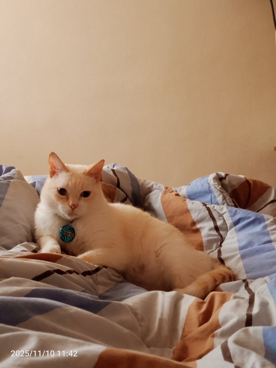 Gataloca tweet media