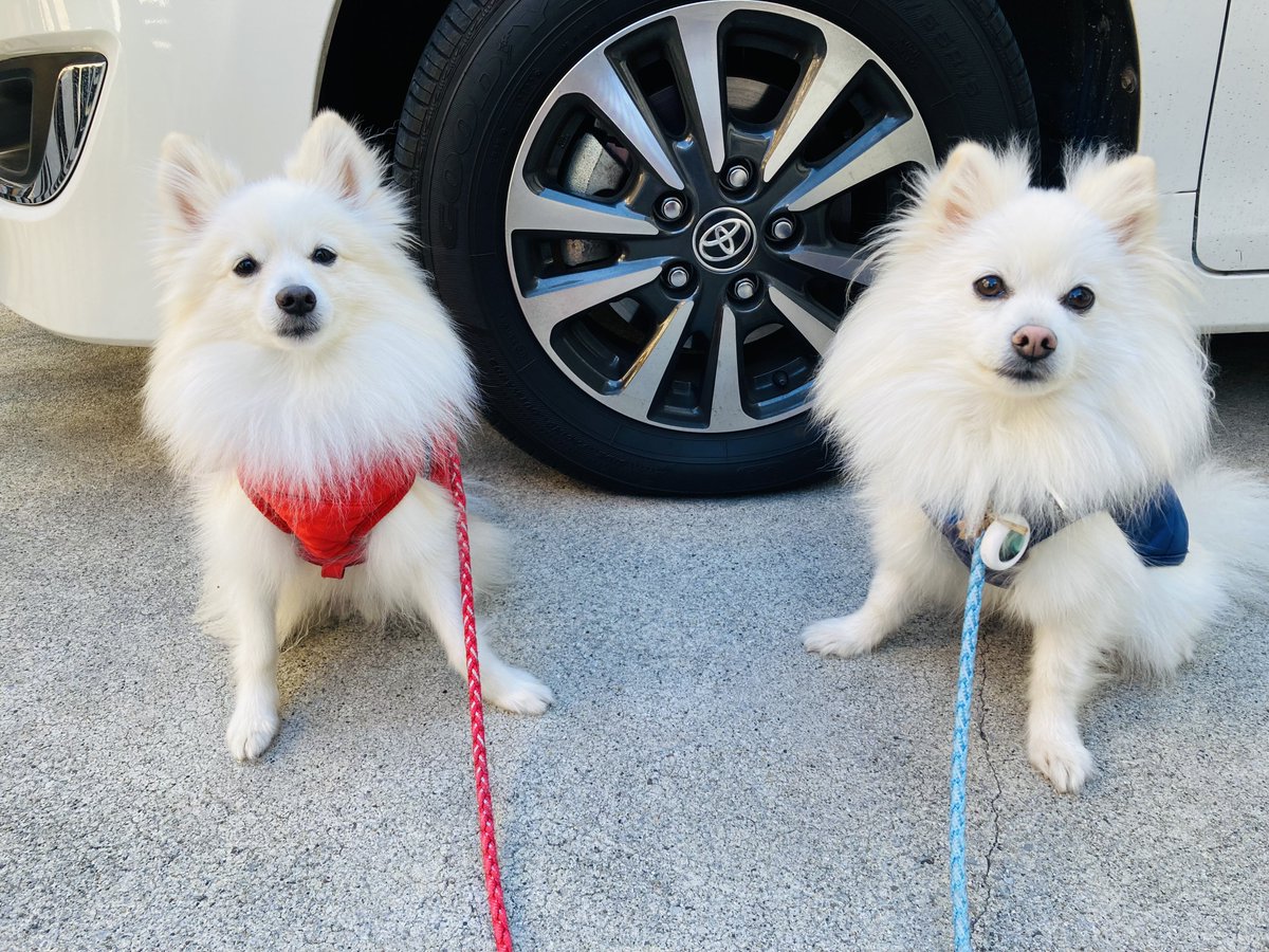 ポメのつるまる&おび（ツルオビ）❤️💙 (@2aWSHJStCdIrF5D) / Posts / X