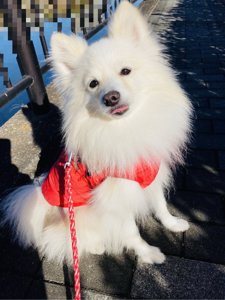 ポメのつるまる&おび（ツルオビ）❤️💙 (@2aWSHJStCdIrF5D) / Posts / X