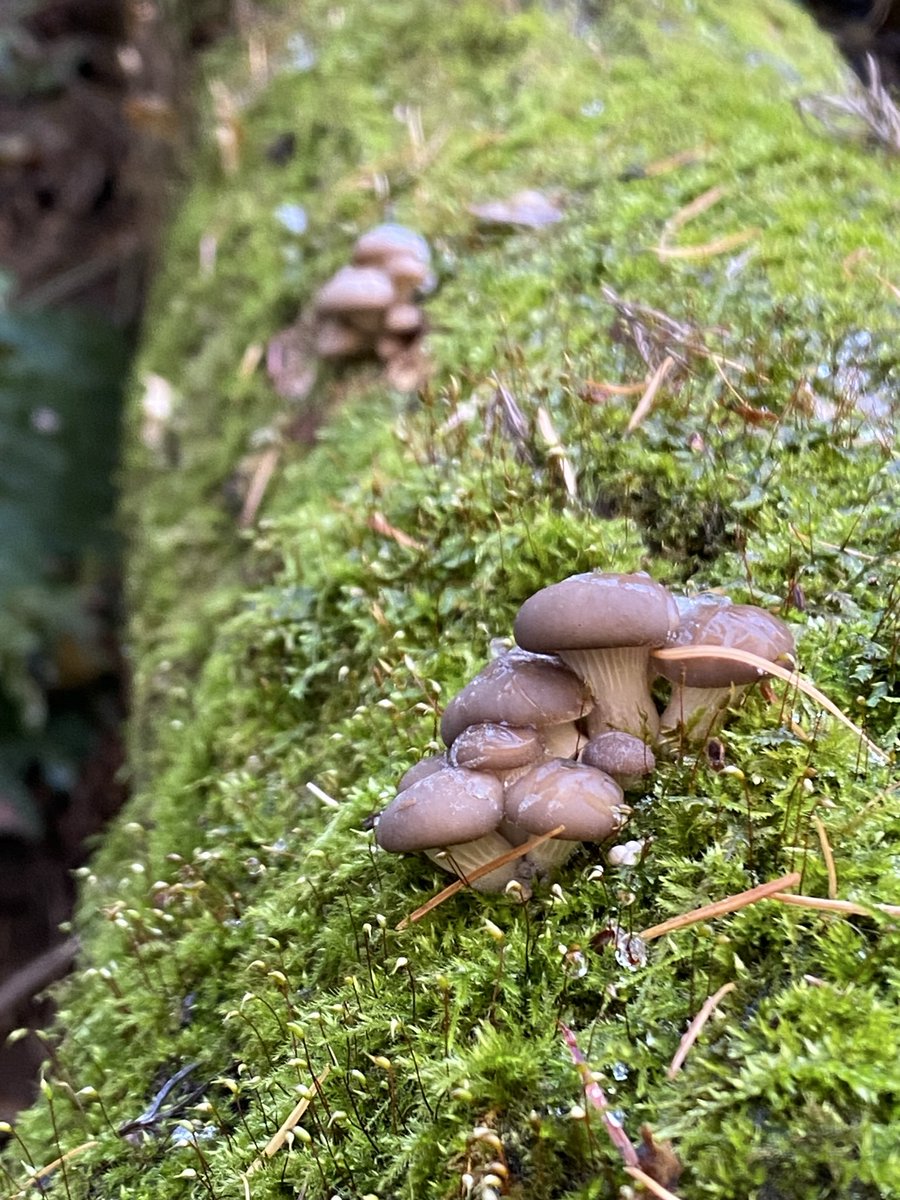 寒茸
これからのヒラタケは旨味が強くなります