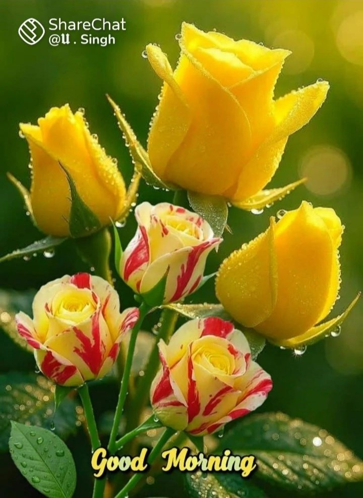 फूलों सा सुन्दर,
खुशबुओं सा महकता हो, 
जीवन तुम्हारा,
फले-फूले घर-परिवार,
देश-समाज में,
नाम रोशन होता रहे तुम्हारा।

कवि- मन मोहन यादव  "प्रताप गढ़ी"