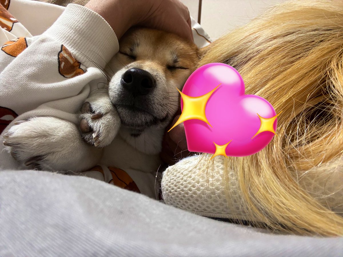 柴犬のぱん🍞とポメラニアンのしゃり🍣 (@pan04pan22) / Posts / X