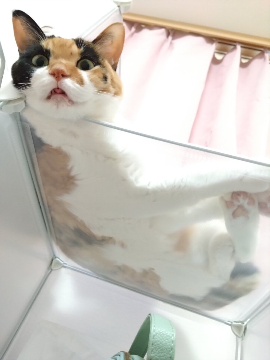 お嬢様、人間をその様な顔で見下さないの