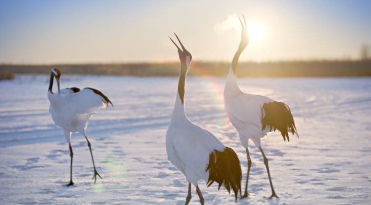 visitheilongji1's tweet image. So this is where the fantastic beasts are hiding? Right in the winter snow of Heilongjiang! 🕵️‍♂️❄️ Come witness snow-loving pandas, majestic tigers, elegant dancing cranes, and the famous Taoxue Penguin parade. 🐼
#CuteAnimals #TravelChina #visitheilongjiang