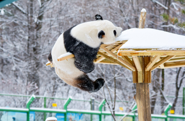 visitheilongji1's tweet image. So this is where the fantastic beasts are hiding? Right in the winter snow of Heilongjiang! 🕵️‍♂️❄️ Come witness snow-loving pandas, majestic tigers, elegant dancing cranes, and the famous Taoxue Penguin parade. 🐼
#CuteAnimals #TravelChina #visitheilongjiang