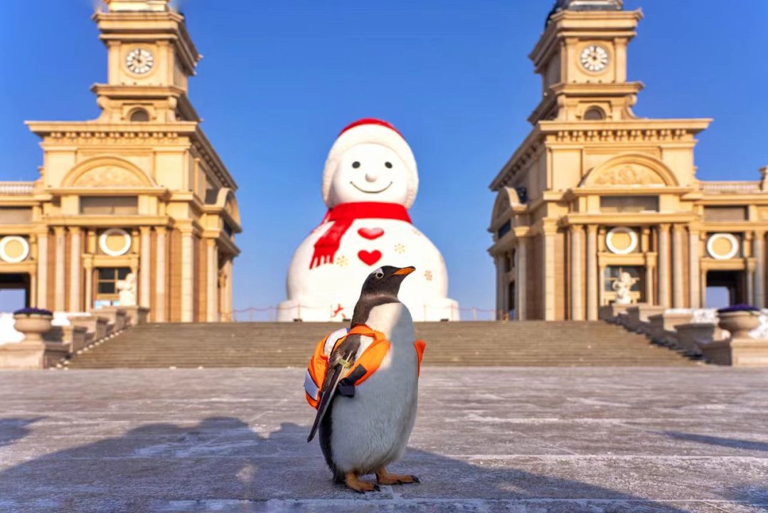 visitheilongji1's tweet image. So this is where the fantastic beasts are hiding? Right in the winter snow of Heilongjiang! 🕵️‍♂️❄️ Come witness snow-loving pandas, majestic tigers, elegant dancing cranes, and the famous Taoxue Penguin parade. 🐼
#CuteAnimals #TravelChina #visitheilongjiang