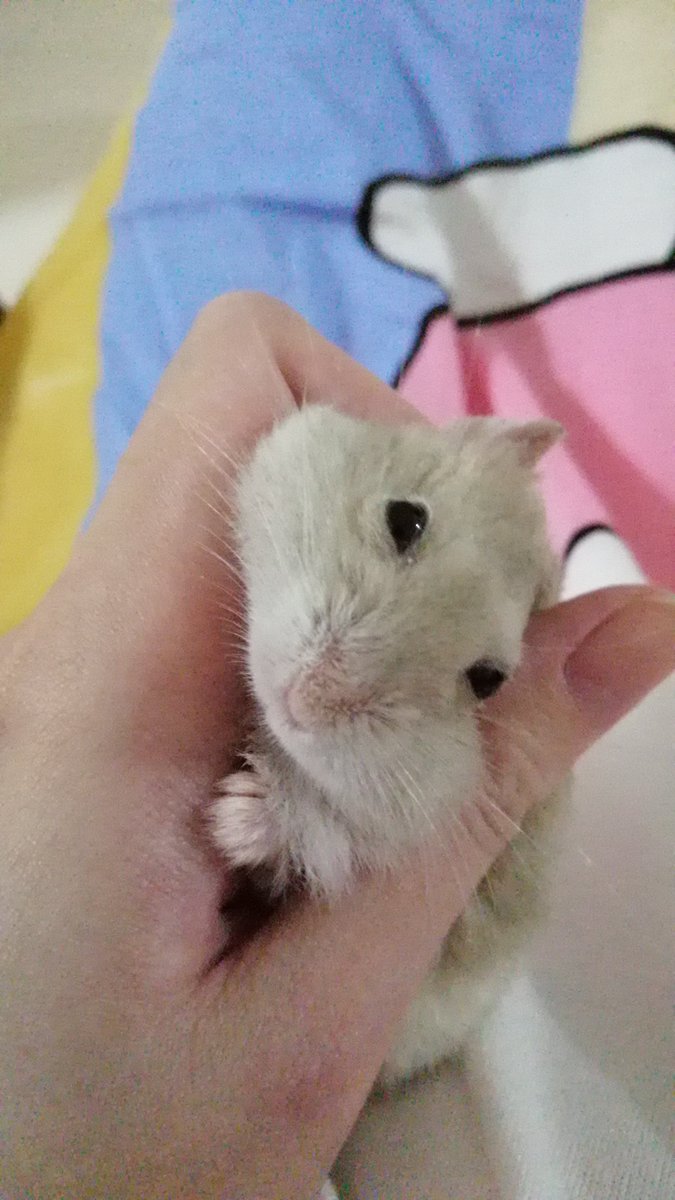 iHamHamBee's tweet photo. ふわふわの十二月  🥰

#ハムスター #ハムスター日記 #ハムスターのいる生活 #ジャンガリアンハムスター #シリアンハムスター #햄스터 #NengNeng #hamster #cutest https://t.co/G7gVsh3oJY
