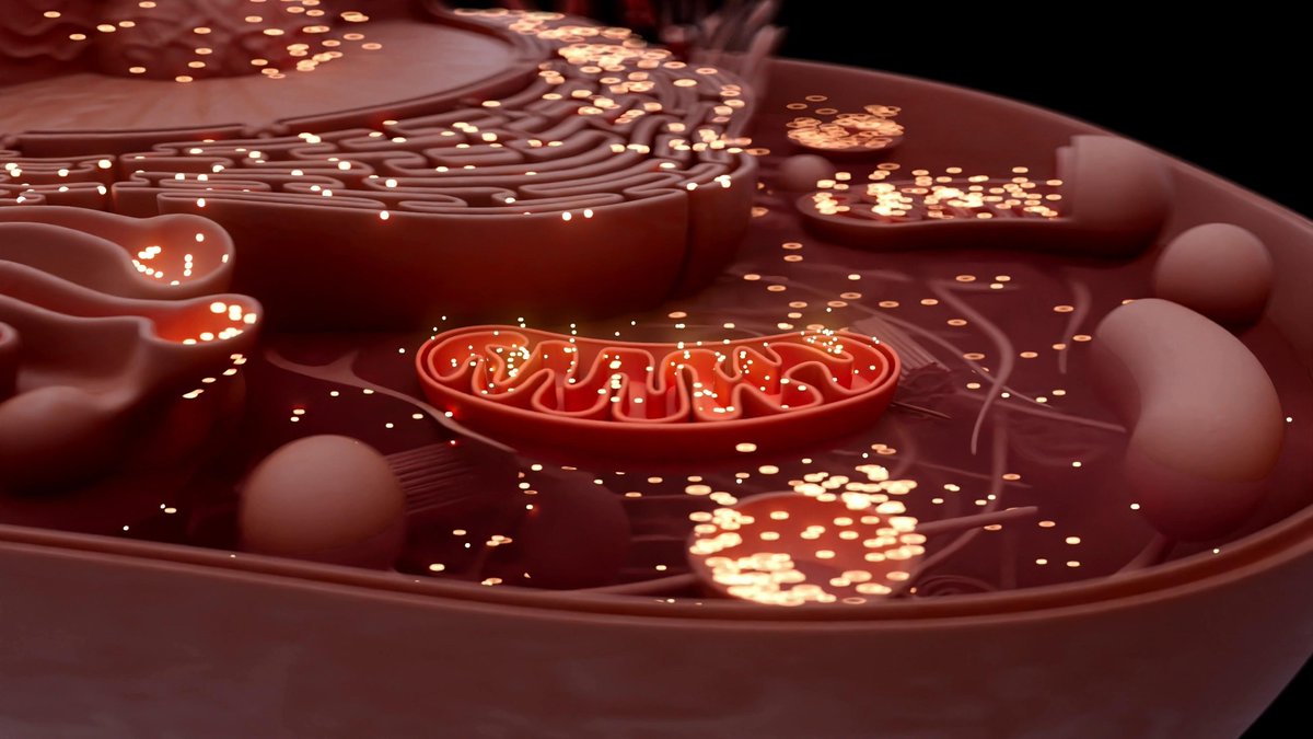 NewsMedical's tweet image. Stem cells supercharged with nanoflowers deliver healthier mitochondria to stressed cells, repairing energy failures at the source ⚡🧬

Could this be the future of treating mitochondrial diseases?

news-medical.net/news/20251209/… #Mitochondria #Nanotechnology #CellTherapy @PNASNews