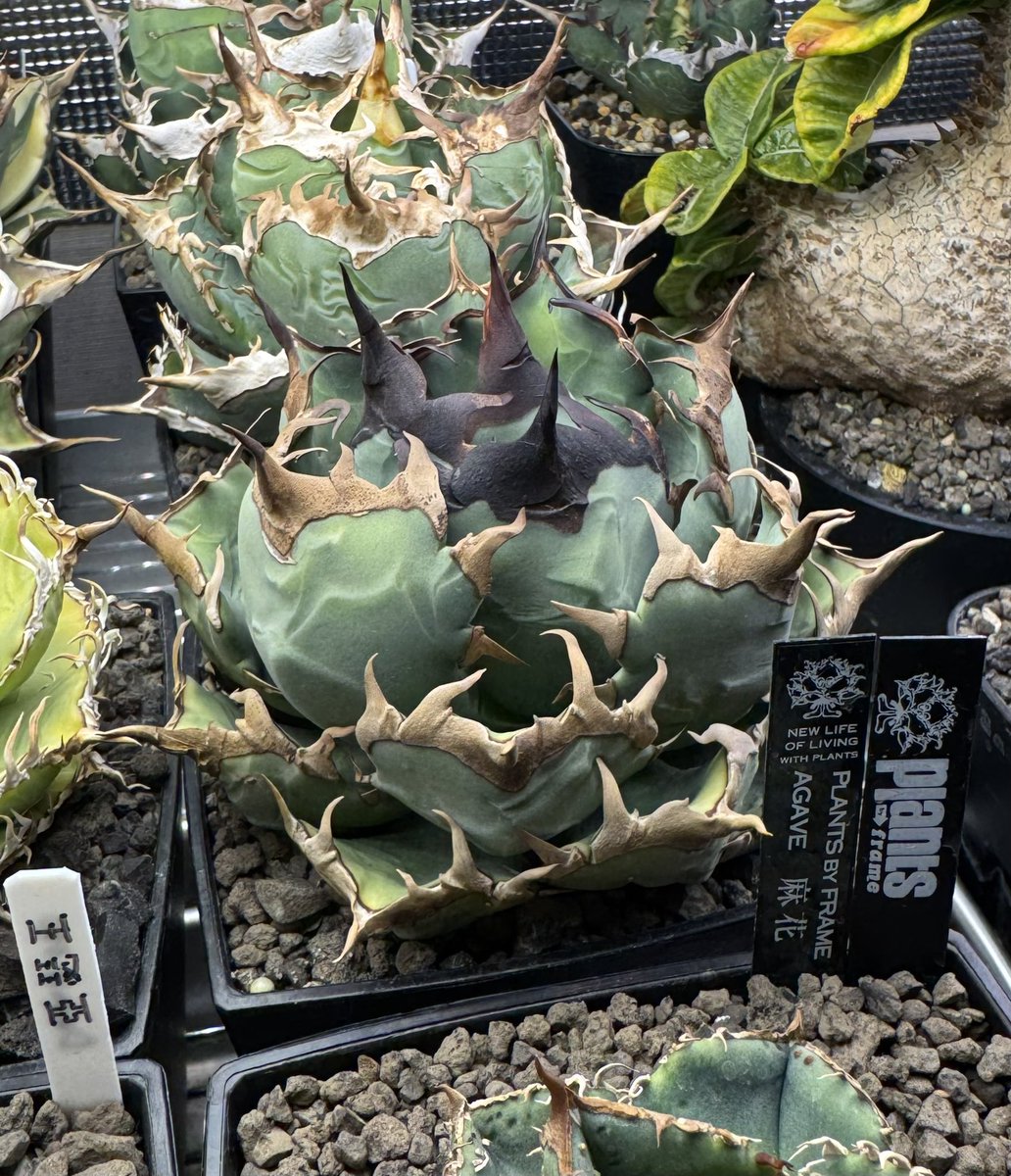 Agave titanota 姫厳竜 3年前のクリスマスに後輩からもらったネギ厳竜