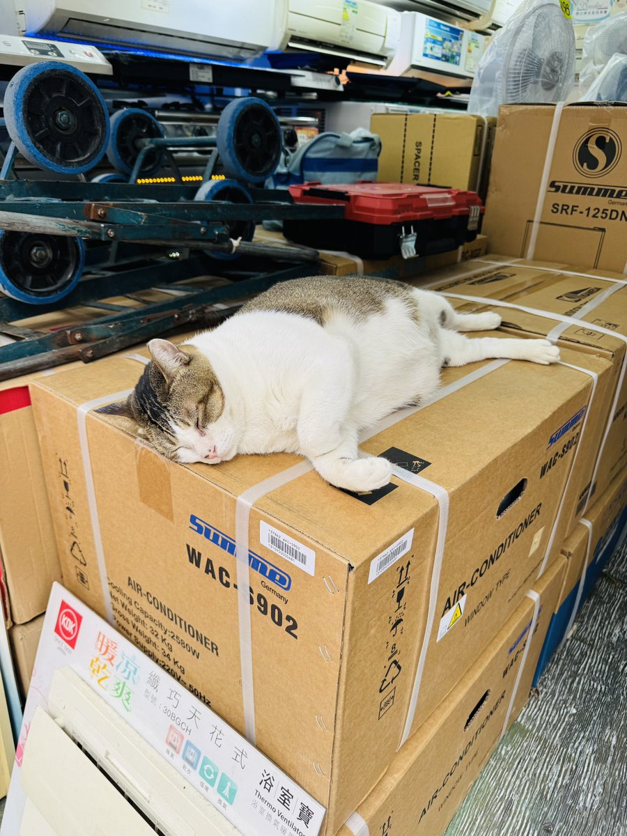 店先の箱の上に落っこってた猫。