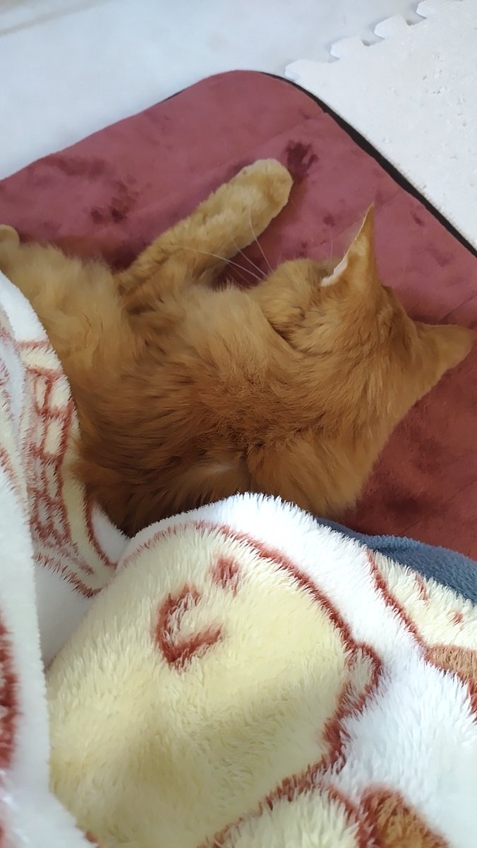 くうた
ふらふら私の隣にきた
ぴくぴくしてる
くうた
ほんとにお利口さん😭